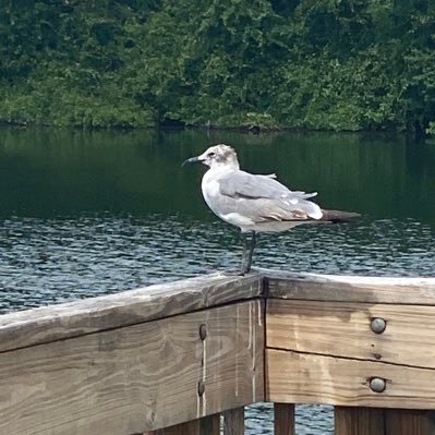 LaurieB23694327's profile picture. Professor of Nursing