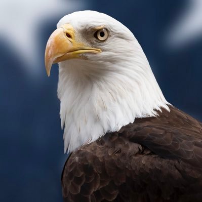 Bald American eagle losing faith in my country.