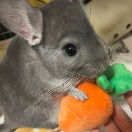 2022年3月10日🐭お迎え🏘
Birthday🎂2021年8月3日🐭
現在3歳♂️💗
オカァのNameはのん🤩
趣味は🐭🐀、日々の楽しみも🐭🐀
2024年2月17日ファンシーラットことちゃん♀お迎え🐁
現在SNS離れ中の為フォロバ率低めですm(_ _)m
22年5月28日~Twitter開始✐