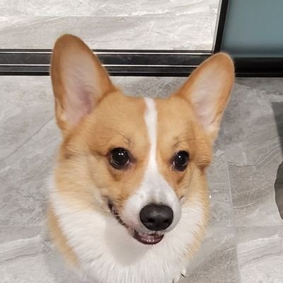 somephie's profile picture. 悄悄活着，老推友，吃过亏所以不发推。