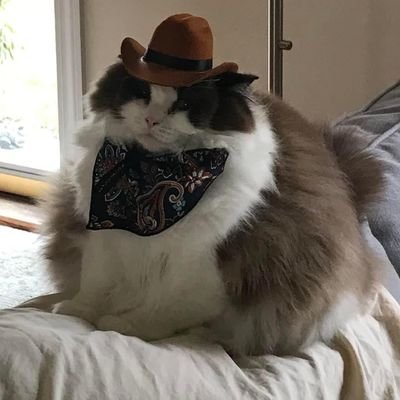 dieguteschnitte's profile picture. 