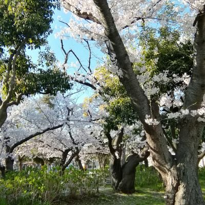 Jn08BSeZQNYNZvd's profile picture. 年金生活者