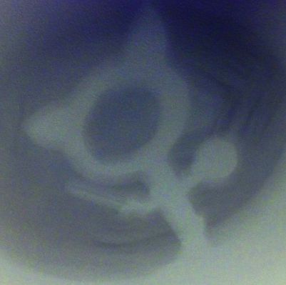 Syal_Wins_too's profile picture. QueerGeek*, kittyparent, Pen & Paper RPG, in a complicated relationship with literature, mental health activist, craft all the things, (she/her)