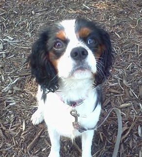 courteous_k9's profile picture. Courteous Canine employs positive, reward-based training methods and offers in-home training, classes, socialization, all-day playcare, and more for your dog!