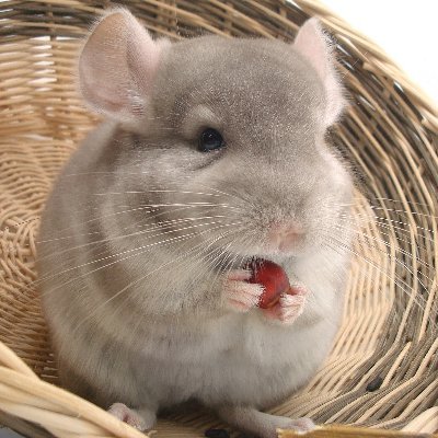 CuriousTwoMice's profile picture. Absolute return PM | Started @ $BX PE 👉 Entrepreneur | Sharing thinking/research notes | Tell me I'm dumb 🙏