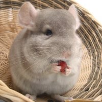 Curious Two Mice (@curioustwomice) 's Twitter Profile