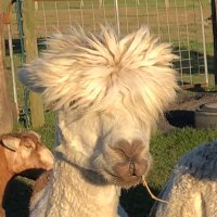 Grouchy Alpacas(@AlpacaGrouchy) 's Twitter Profile Photo