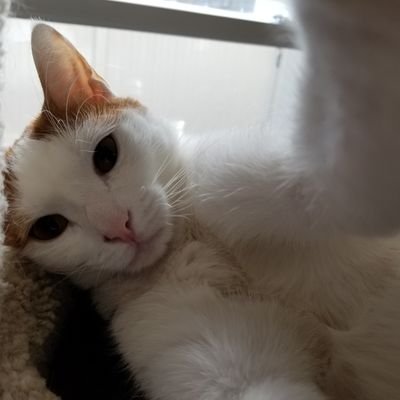 2 years old, male, white/orange, rescue, Chicago area. Official #Hedgewatcher. Ignore my photographer (they/them). I'm a cool cat! #AdoptDontShop