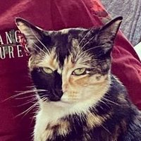 Neologism (@neolog1sm) 's Twitter Profile