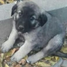 highentropy31's profile picture. oyun cok gigantic yegen