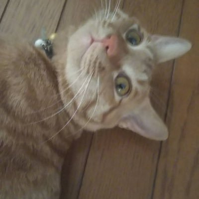 Foxp0PAdqj4RcfS's profile picture. OMU24 理学部物理学科 軽音ステマネ