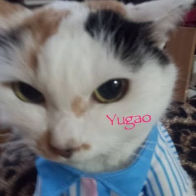 YugaoMomoUeno Profile Picture