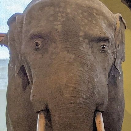 morgueau's profile picture. list of my mental illnesses and political opinions