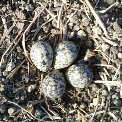 Rajendr22236942's profile picture. Hindu rastra