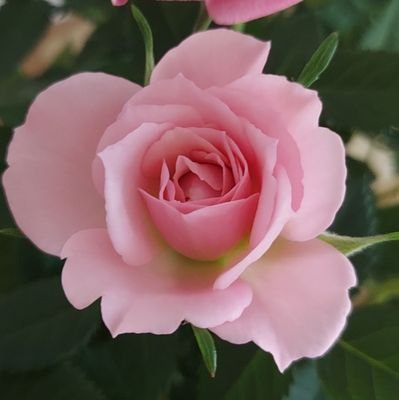 luna_524_605's profile picture. ❀優しい繋がりに感謝です❀ありがとうございます❀無言フォローお許しください❀#写真が好き