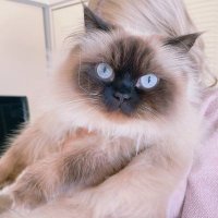 mia (@harucocomia) 's Twitter Profile