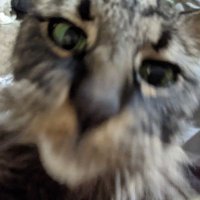 Nickelknack (@nickelknack) 's Twitter Profile