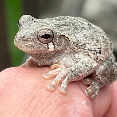 MEPpated's profile picture. MEP and Design to Fabrication SME