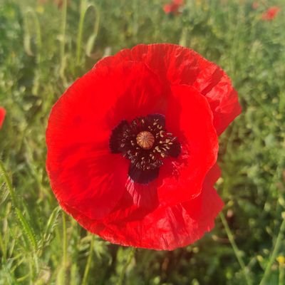 Zapasnoj1's profile picture. 
