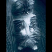 naif (@lucifer5n) 's Twitter Profile