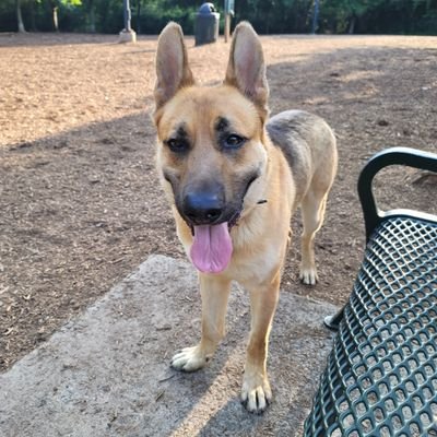 I'm a fun loving GSD in North Carolina looking for my forever home