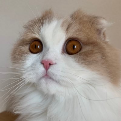 shirochan_cl's profile picture. スコティッシュフォールドのしろちゃん♂と飼い主♂の日常😺👦🏻2020年1月17日生まれの男の子🐱