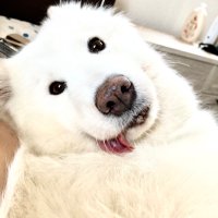 しろくま@アーケードゲーム機引き取り屋 (@shirokuma_ags) 's Twitter Profile Photo しろくま@アーケードゲーム機引き取り屋 (@shirokuma_ags) 's Twitter Profile Photo