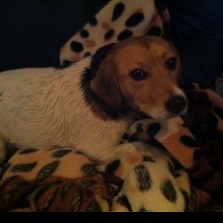 jaimbopink's profile picture. 