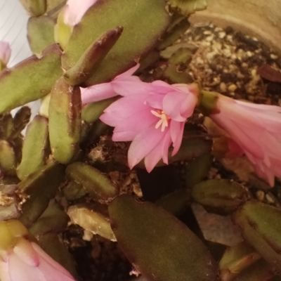 sOYGJ0N4QZku0jc's profile picture. 音楽を消し去るテロリストは不要です。
私は南港ストリートピアノを支持します。
音楽は人の幸せの為のもの。

お絵描きしてます。
作曲してます。
たまに小説も書きます。
趣味はデザイン全般です。
物作りも好き。
お菓子を作るのも得意(？)です。

こだま@あおば の名前で曲も創ってます。 To Mild company.