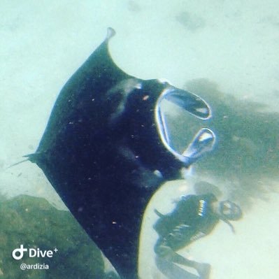 ardizia_07's profile picture. Divers