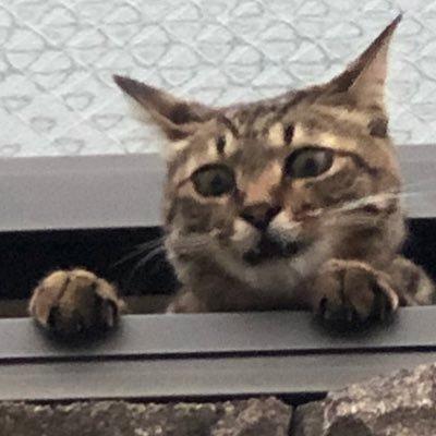 せきや はむこさんのプロフィール画像