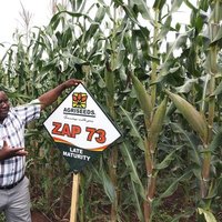Agriseeds (Pvt) Ltd - Zimbabwe (@agriseedszim) 's Twitter Profile