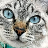 毛だらけ🐈 (@mewchannikki) Twitter profile photo
