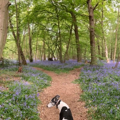 Croydon girl in Essex. Teacher of science with biology specialism. STEM lead. Reluctant runner and lover of greyhounds.