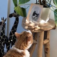 Struikrover Sil (en Tuintijger Frootje π) (@ttuintijger) 's Twitter Profile