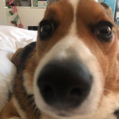 tacobellfan6942's profile picture. 