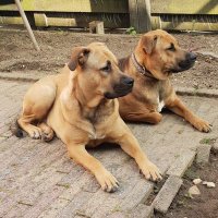 🇺🇦🇳🇱Marcus XRP hodler🇳🇱🇺🇦🚀 (@marcusb0471) 's Twitter Profile