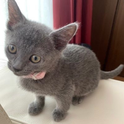 ラピス🐈‍⬛Lapisさんのプロフィール画像
