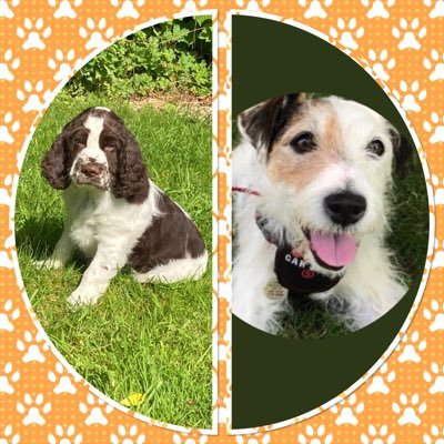 I’m Eddie.heir to the pawsome AdsDogCharlie, star of #LearnWithDrDog at #AdsFoundation. I hope to do both Charlie & Ads proud & spread lots of love & happiness.