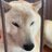 梅干しのアイコン
