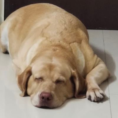 sohams's profile picture. 