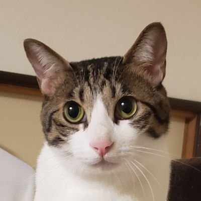 ドラクエ10でよくコロシアムやってます。
下手くそですがApexも始めました。