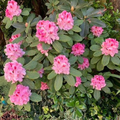 AzaisBlondie's profile picture. 