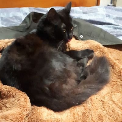 xamarino's profile picture. Profesional competente, honrado y honesto, no me agradan los caviares por su doble moral