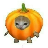 Stupid Pumpkin🆖️(@_StupidPumpkin_) 's Twitter Profile Photo