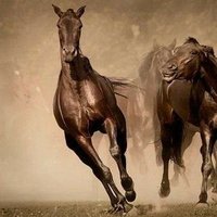 Mohammed Zaid (@mohamme27240843) Twitter profile photo