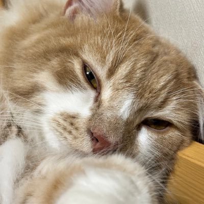 ♦100歳まで人生を楽しむためライフシフト計画中。 ♦まずはセカンドキャリアのために一人で稼げるスキルを身につける。 ♦📱Android/iOSアプリ開発、Flutter。最近はかなりiOSより。