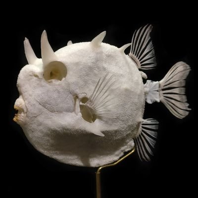 fish skull collector. China.more fish skulls: Instagram: skulls_steven