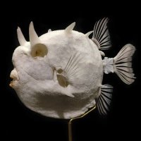 stevensfishskullmuseum (@p9xutg8hqmvr5qg) 's Twitter Profile Photo stevensfishskullmuseum (@p9xutg8hqmvr5qg) 's Twitter Profile Photo