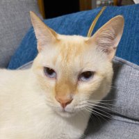 ねこ吉 (@nekokichi1234) 's Twitter Profile Photo ねこ吉 (@nekokichi1234) 's Twitter Profile Photo
